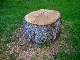  Excelsior, MN Tree Care Pros