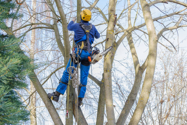 Best Tree Preservation Services  in Excelsior, MN
